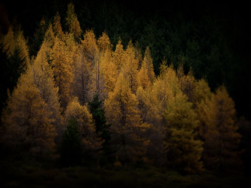 Autum Trees